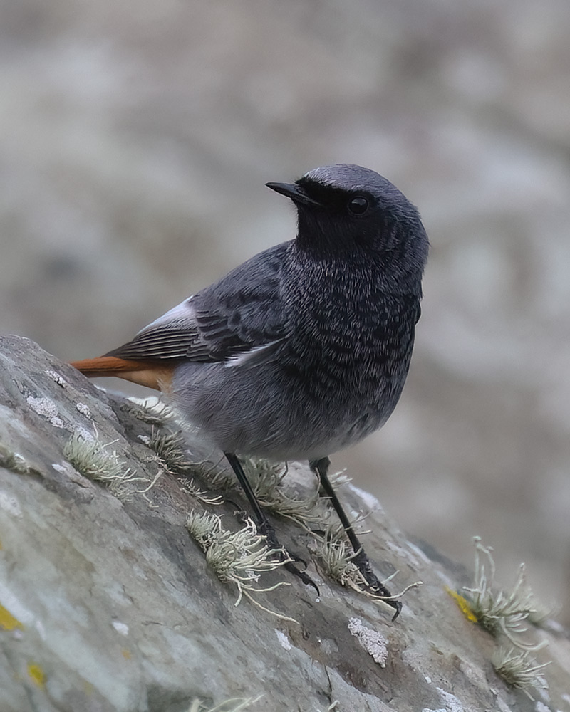 Black redstart